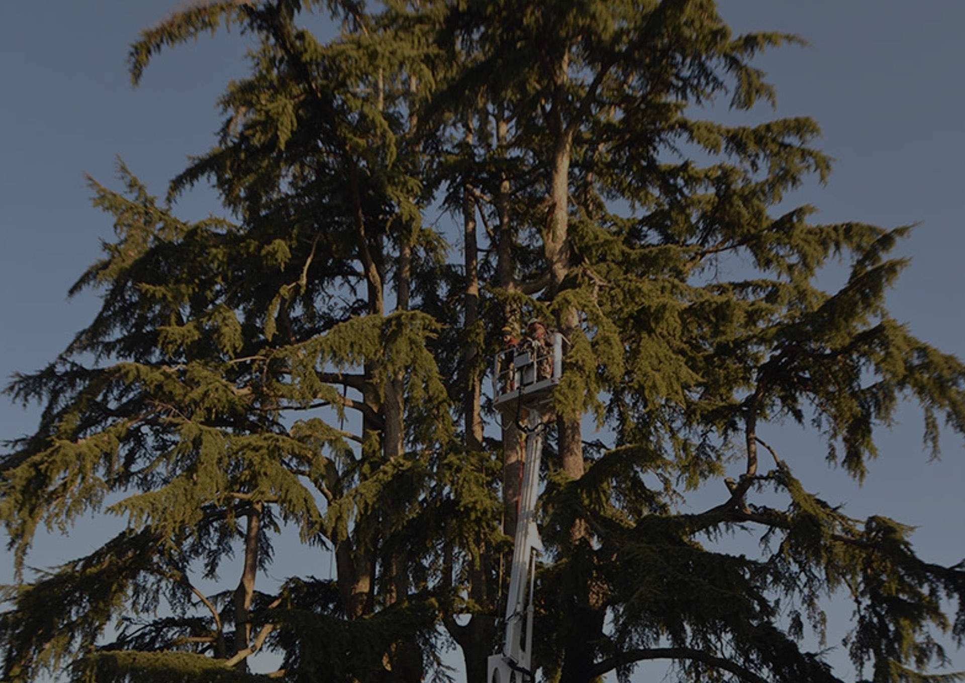 Potatura alberi con Treeclimbing